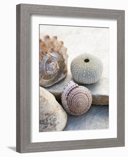 Shell Portrait VII-Elena Ray-Framed Photographic Print