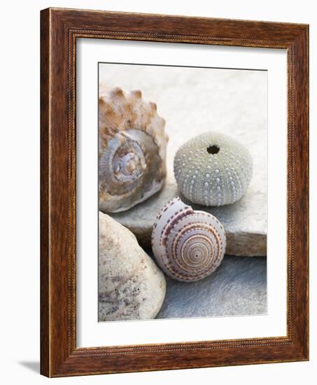 Shell Portrait VII-Elena Ray-Framed Photographic Print