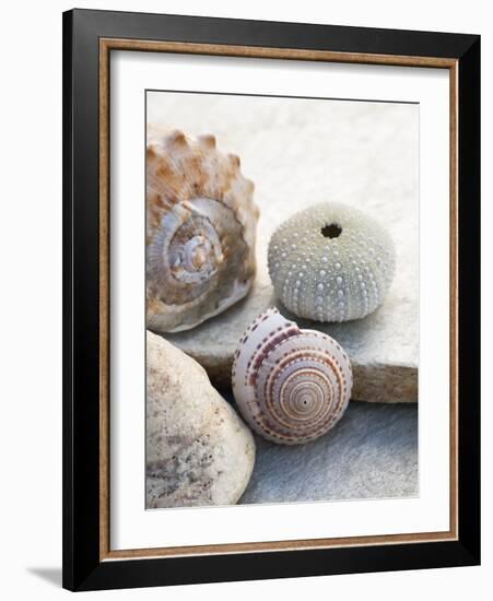 Shell Portrait VII-Elena Ray-Framed Photographic Print