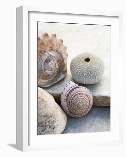 Shell Portrait VII-Elena Ray-Framed Photographic Print