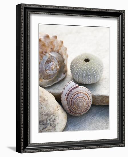 Shell Portrait VII-Elena Ray-Framed Photographic Print