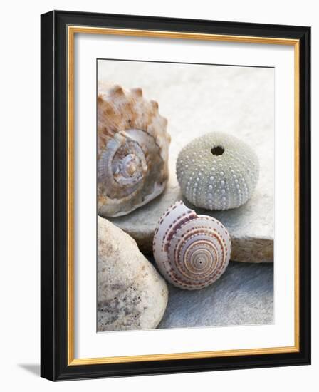 Shell Portrait VII-Elena Ray-Framed Photographic Print