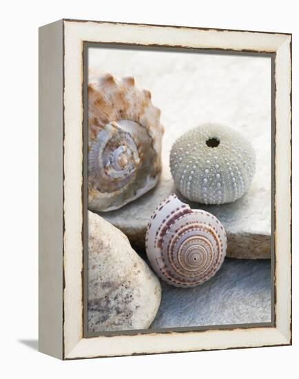 Shell Portrait VII-Elena Ray-Framed Premier Image Canvas