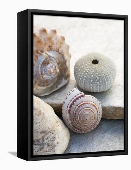 Shell Portrait VII-Elena Ray-Framed Premier Image Canvas