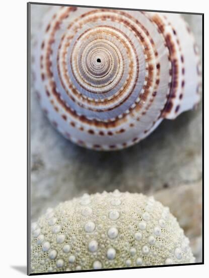 Shell Portrait VIII-Elena Ray-Mounted Photographic Print