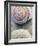 Shell Portrait VIII-Elena Ray-Framed Photographic Print