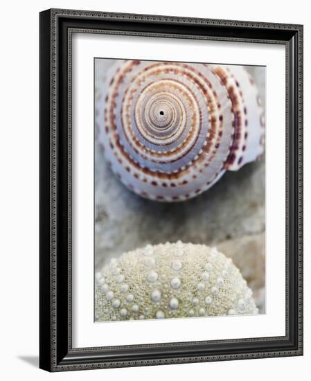 Shell Portrait VIII-Elena Ray-Framed Photographic Print