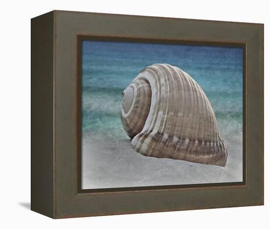 Shell Ray Soaking-Marcus Prime-Framed Stretched Canvas