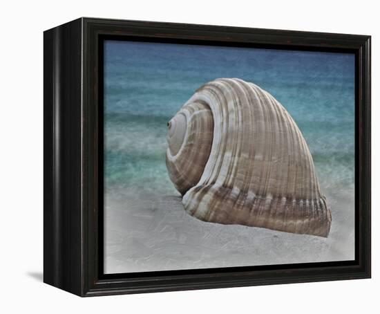 Shell Ray Soaking-Marcus Prime-Framed Stretched Canvas