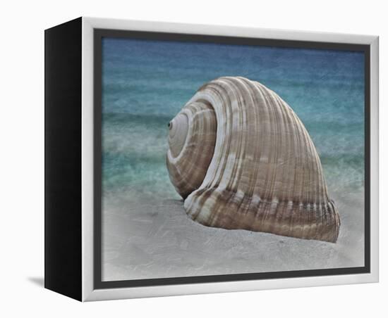 Shell Ray Soaking-Marcus Prime-Framed Stretched Canvas