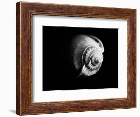 Shell Shape in Black-George Oze-Framed Photographic Print