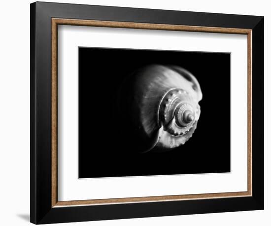 Shell Shape in Black-George Oze-Framed Photographic Print