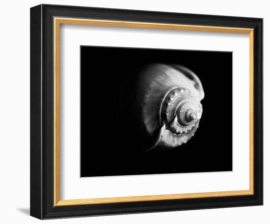 Shell Shape in Black-George Oze-Framed Photographic Print