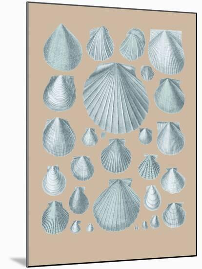 Shell Study I-A^ Poiteau-Mounted Giclee Print