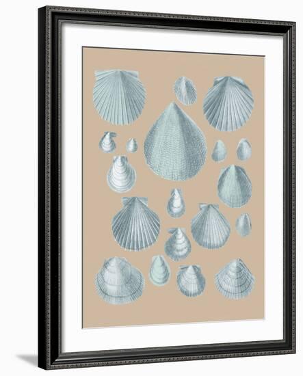 Shell Study III-A^ Poiteau-Framed Giclee Print