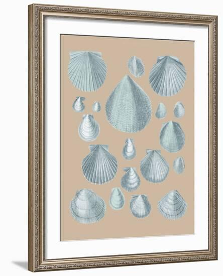 Shell Study III-A^ Poiteau-Framed Giclee Print