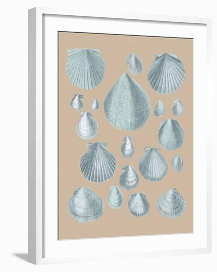 Shell Study III-A^ Poiteau-Framed Giclee Print