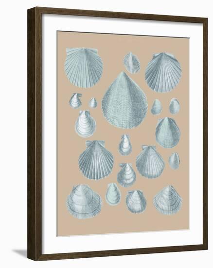 Shell Study III-A^ Poiteau-Framed Giclee Print