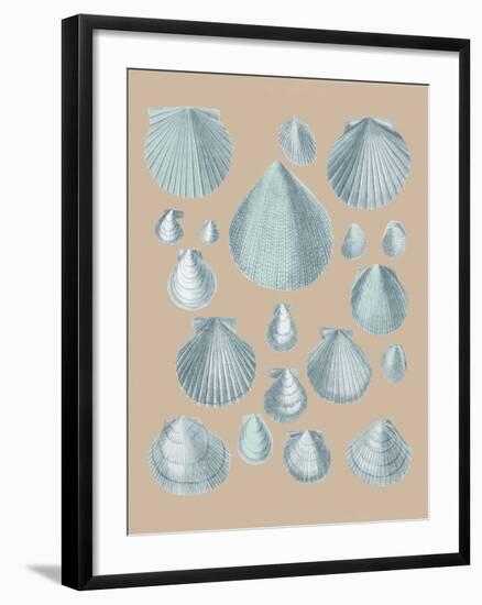 Shell Study III-A^ Poiteau-Framed Giclee Print