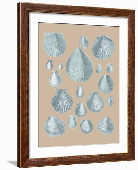 Shell Study III-A^ Poiteau-Framed Giclee Print