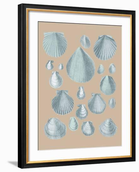 Shell Study III-A^ Poiteau-Framed Giclee Print