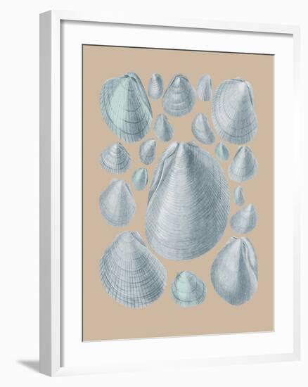 Shell Study IV-A^ Poiteau-Framed Giclee Print