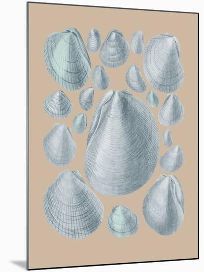 Shell Study IV-A^ Poiteau-Mounted Giclee Print