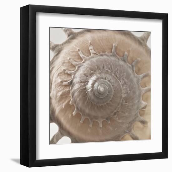 Shell Swirl-Assaf Frank-Framed Giclee Print