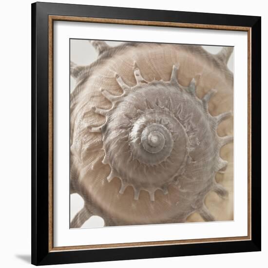 Shell Swirl-Assaf Frank-Framed Giclee Print