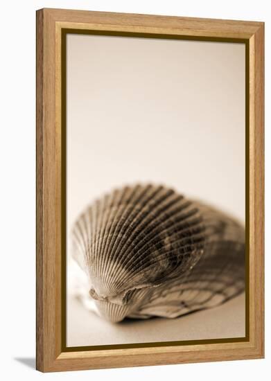Shell Symmetry I-Karyn Millet-Framed Premier Image Canvas
