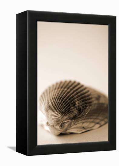 Shell Symmetry I-Karyn Millet-Framed Premier Image Canvas