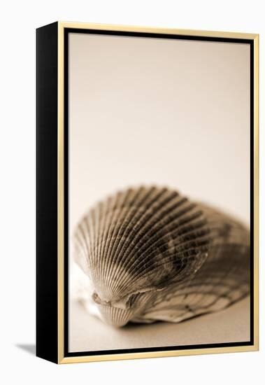 Shell Symmetry I-Karyn Millet-Framed Premier Image Canvas