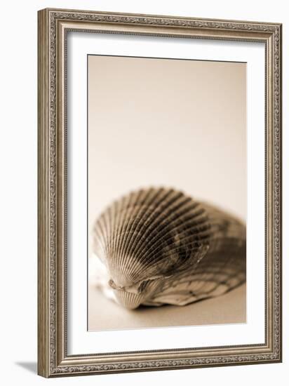 Shell Symmetry I-Karyn Millet-Framed Photographic Print