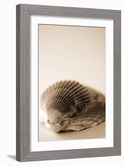 Shell Symmetry I-Karyn Millet-Framed Photographic Print