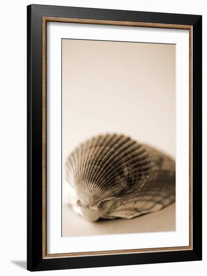 Shell Symmetry I-Karyn Millet-Framed Photographic Print