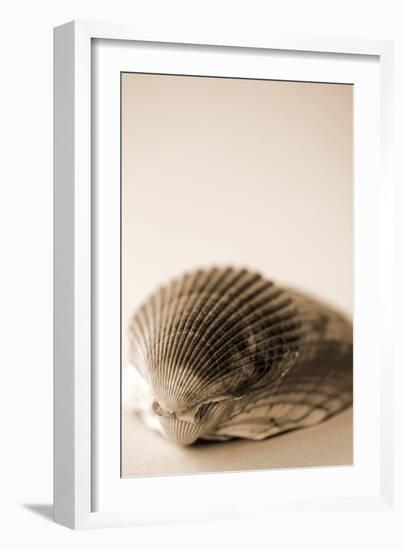 Shell Symmetry I-Karyn Millet-Framed Photographic Print