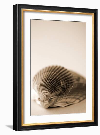 Shell Symmetry I-Karyn Millet-Framed Photographic Print