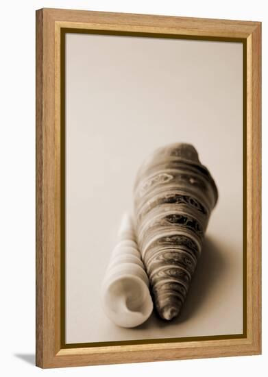 Shell Symmetry II-Karyn Millet-Framed Premier Image Canvas