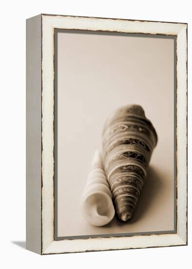 Shell Symmetry II-Karyn Millet-Framed Premier Image Canvas