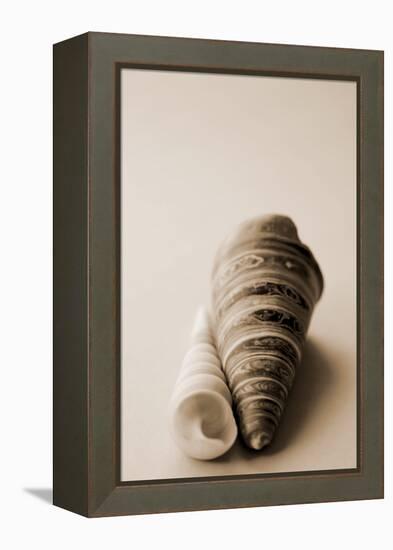 Shell Symmetry II-Karyn Millet-Framed Premier Image Canvas
