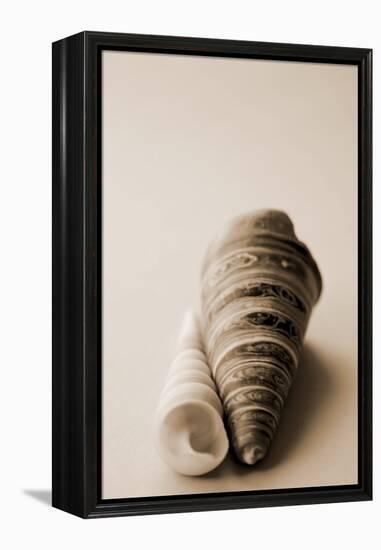 Shell Symmetry II-Karyn Millet-Framed Premier Image Canvas