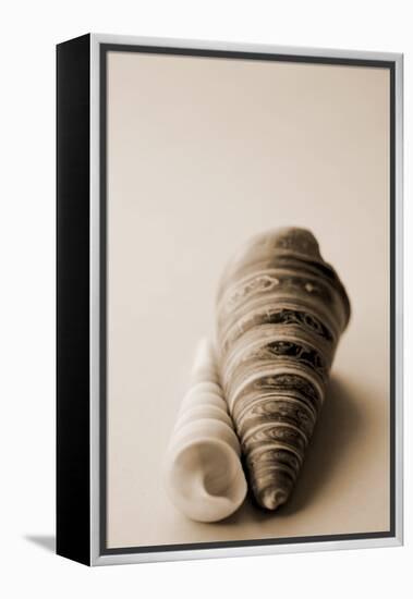 Shell Symmetry II-Karyn Millet-Framed Premier Image Canvas