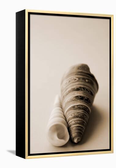 Shell Symmetry II-Karyn Millet-Framed Premier Image Canvas