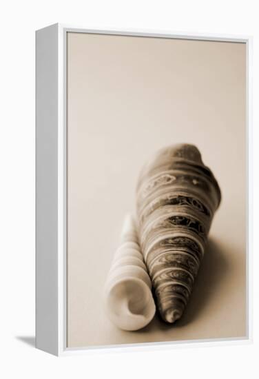 Shell Symmetry II-Karyn Millet-Framed Premier Image Canvas