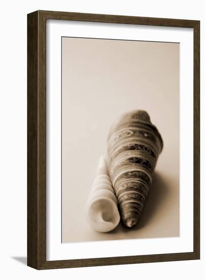 Shell Symmetry II-Karyn Millet-Framed Photographic Print