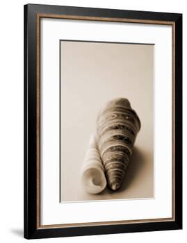 Shell Symmetry II-Karyn Millet-Framed Photographic Print