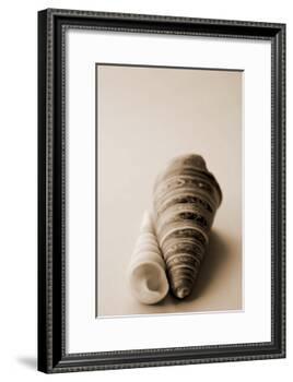 Shell Symmetry II-Karyn Millet-Framed Photographic Print