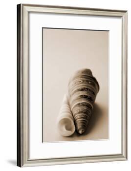 Shell Symmetry II-Karyn Millet-Framed Photographic Print