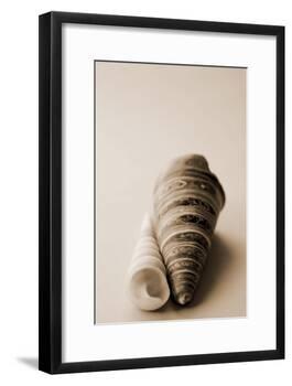 Shell Symmetry II-Karyn Millet-Framed Photographic Print