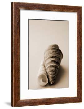 Shell Symmetry II-Karyn Millet-Framed Photographic Print